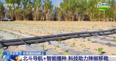 等油菜成熟收